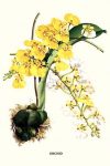 Orchid