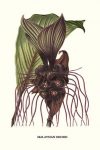 Malaysian Orchid