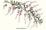 Japanes Desmodium