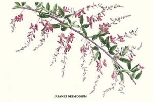 Japanes Desmodium(20" x 30") Canvas Wall Art