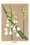 Hyacinth