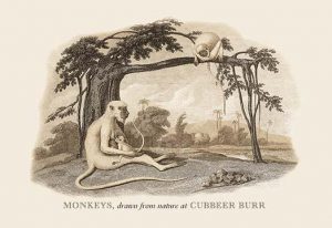 Monkeys at Cubbeer Burr(20" x 30") Canvas Wall Art