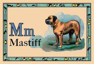 Mastiff(20" x 30") Canvas Wall Art