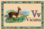 Vicuna