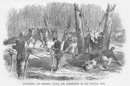 Butchering and dressing Cattle for beef