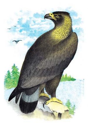 Golden Eagle, Ring-Tailed Eagle