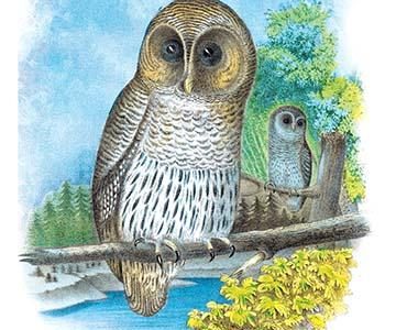 The Barred Owl