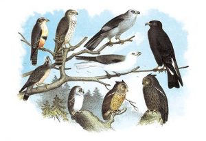 Femerol & Richardson's Falcons, Isabella Hawk, Acadian Owl