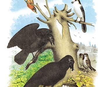 The Raven