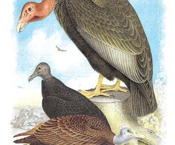 " California Condor, Turkey Buzzard, and Carrion Crow"