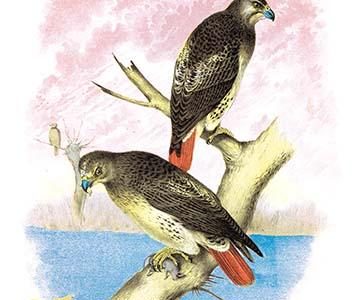Red-Tailed Hawks