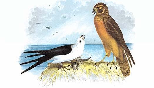 Swallow-Tailed Kite and Marsh Hawk