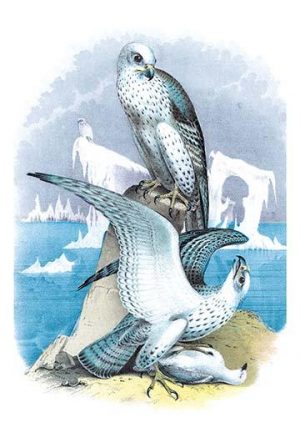 Jer-Falcon, or Gyr Falcon