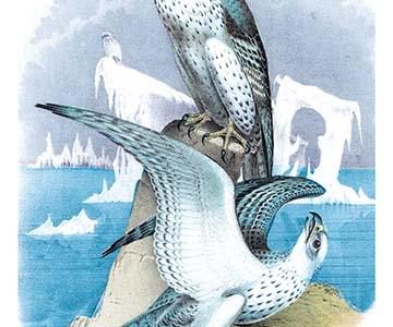 " Jer-Falcon, or Gyr Falcon"