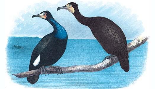 Violet Green Cormorant and Florida Cormorant