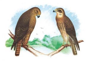 Hen Hawk and Swainson's Hawk