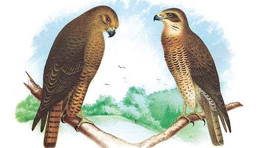 Hen Hawk and Swainson's Hawk