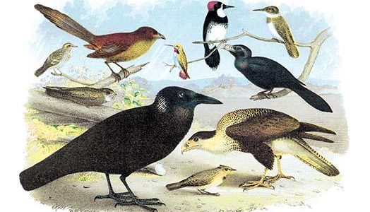 " Caracara Eagle, Crow, and Kingfisher"