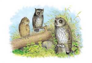 Short-Eared Owl and Screech Owl