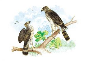 Sharp Skinned Hawk (Pigeon Hawk), with Broad Wing Hawk