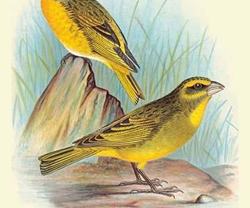 Cape Canary; Sulphur-Coloured Seed-Eater