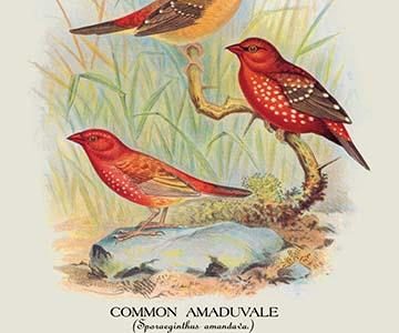 Common Amaduvale; American Fire Finch