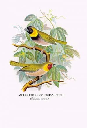 Melodious or Cuba Finch