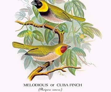 Melodious or Cuba Finch
