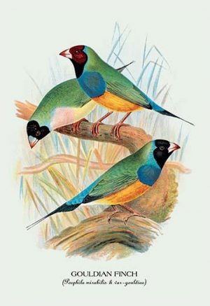 Gouldian Finch