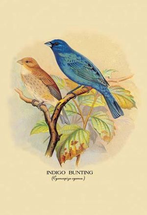 Indigo Bunting