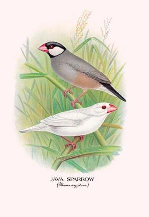 Java Sparrow