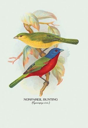 Nonpareil Bunting