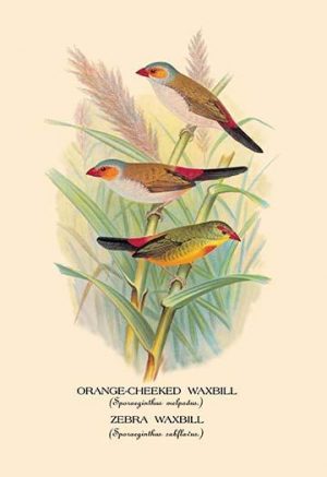 Orange-Cheeked Waxbill; Zebra Waxbill