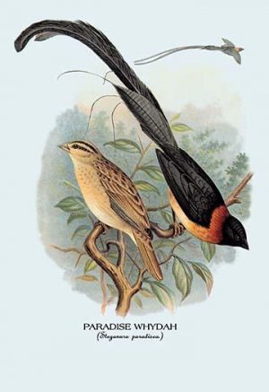 Paradise Whydah