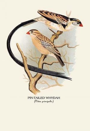 Pin-Tailed Whydah