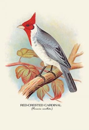 Red-Crested Cardinal