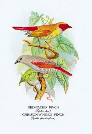 Red-Faced Finch; Crimson-Winged Finch