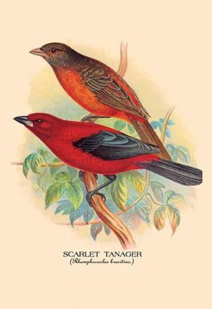 Scarlet Tanager