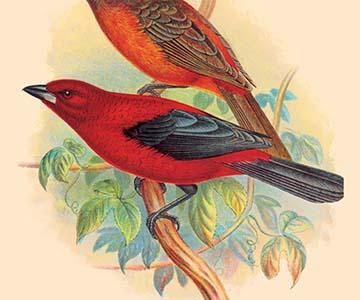 Scarlet Tanager