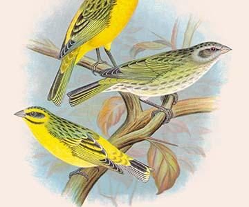 St. Helena Seed-Eater; Green Singing-Finch