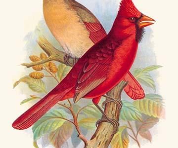 Virginian Cardinal