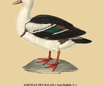 Sarcelle des Malais