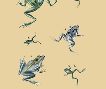 Grenouille Papoue (Frogs) et al.