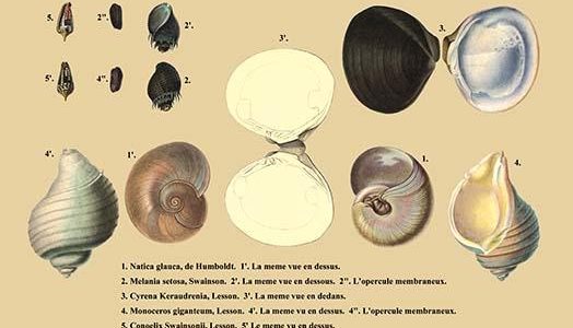 " Natica Glauca, de Humboldt et al."
