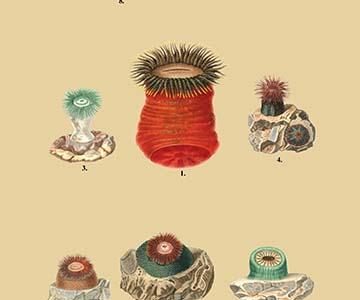 " Actinia Novae Hybernine, Less et al."