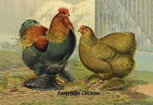 Partridge Cochins