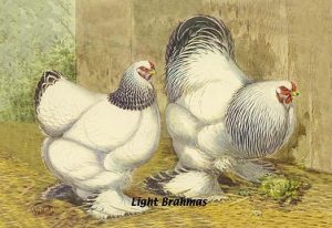 Light Brahmas