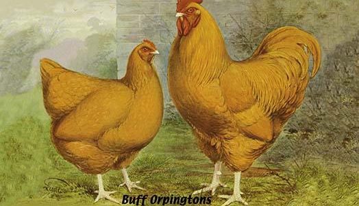 Buff Orpingtons