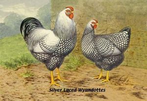 Silver Laced Wyandottes