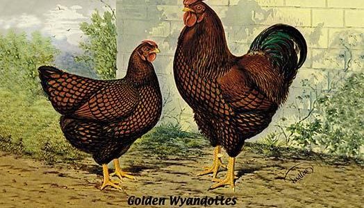 Golden Wyandottes